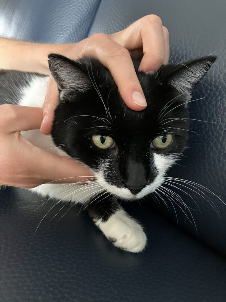 technique cranienne osteopathie animaux